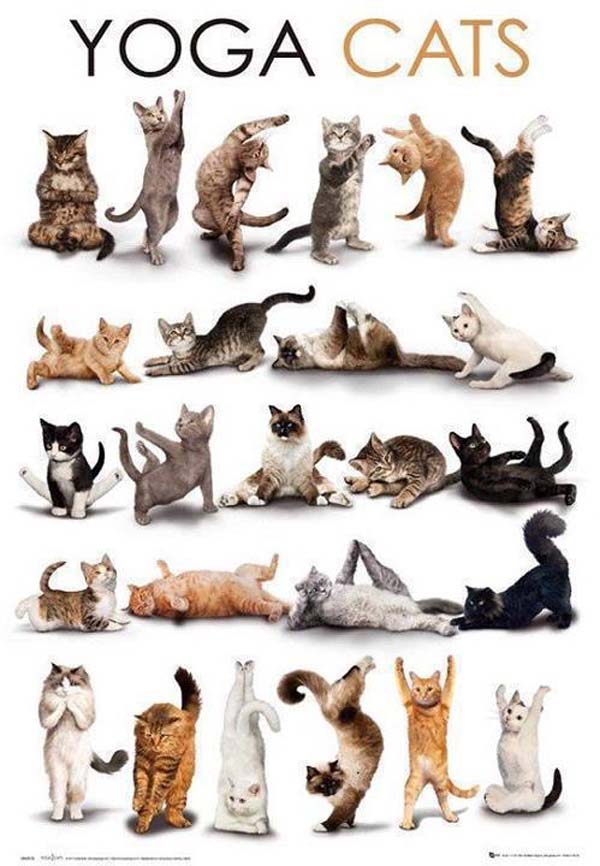 Yoga-Cats